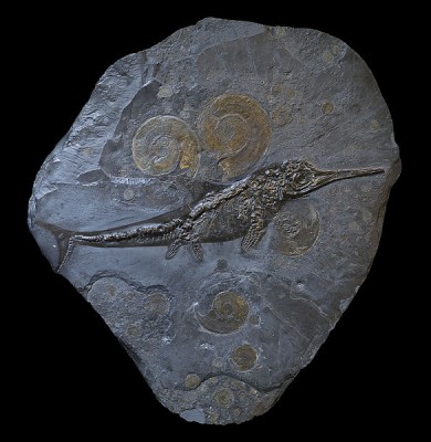 A 185 million year old fossil of Ichthyosaurus acutirostris beside ammonites (Harpoceras falcifer).  This specimen shows the distinctive downward (hypoocercal) bend of the spine into the lower tail fluke, characteristic of this reptile group.  The outlines of the fluked tail and dorsal fin are visible; these were supported by cartilage rather than bone as in modern fish.  The huge eye sockets (relative to its body size) enabled these animals to hunt by sight for shellfish, small fish and squid in dimly lit or murky waters (Image: Wikimedia Commons)
