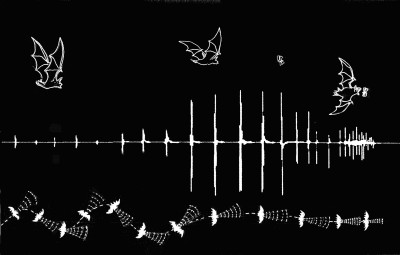 This artist’s impression shows the flight path (below) and behaviour (above) during the hunting sequence of a Common Pipistrelle bat (Pipistrellus pipistrellus), represented by the sound trace (centre).  The process has distinct phases.  During the initial ‘search’ (left), the call frequency is less frequent and at lower amplitude; this produces a wide angle sound cone.  As it scans the environment, the bat turns its head from side to side.  Upon detecting a target (centre), the hunter makes an ‘approach’; here the calls increase in volume and frequency, which focusses the acoustic gaze.  In the third phase (right), the hunter is locked onto its target, and produces a high frequency ‘buzz’.  This provides a highly detailed focussed cone of sound, allowing the bat to manoeuvre very precisely as it closes in and takes the prey.   From the start of the approach to reaching the target takes less than a second (Image: ©Simon Crowhurst).   Listen to the sounds represented above, modulated into our hearing range by a ‘bat detector’.  Watch how the sound direction becomes more targeted as a hunting bat (circle) locks onto and captures a flying insect (cross).