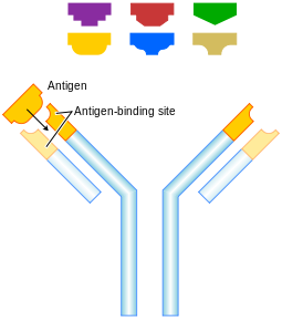 Diagram of an antibody.   These immune system proteins are a complex of four separate protein chains.  In this diagram, blue regions are consistent whilst the yellow regions are variable.  They are secreted into the blood stream or gut.  Adaptive immune cells use them as ‘antennae’.  When this signal receiver encounters an antigen that is a good fit, this triggers an adaptive response.    All proteins interact by shape.  Antibodies have a recognition region which is highly variable, giving a huge range of options for recognising a foreign protein (antigen).  These regions are produced by shuffling between alternative gene segments to produce variations.  The strongest immune reactions provide a ‘best fit’ to this three-dimensional molecular jigsaw (Image: Wikimedia Commons)
