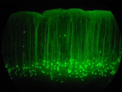 Mouse brain slice, showing neurons from the somatosensory cortex (20X magnification) producing green fluorescent protein (GFP).  Projections (dendrites) extend upwards towards the pial surface from the teardrop-shaped cell bodies. Humanised Foxp2 in mice causes longer dendrites to form on specific brain nerve cells, lengthens the recovery time needed by some neurons after firing, and increases the readiness of these neurons to make new connections with other nerves (synaptic plasticity).  The degree of synaptic plasticity indicates how efficiently neurons code and process information (Image: Wikimedia Commons)
