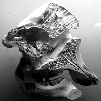 This skull (formerly from a zoo elephant, kept at Basle in Switzerland) has had a front (sagittal) section removed, to show the honeycomb of air cavities inside the bones.  Elephants hear low frequencies (infrasounds) transmitted through the ground and conducted to their skull and inner ears through the bones of their front legs.  These sounds are amplified by resonating in these inner bone chambers (Image: Wikimedia Commons)