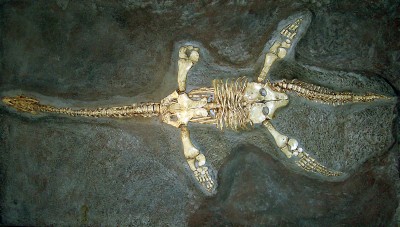 Cast of a skeleton of Hawkins’ plesiosaur (Thalassiodracon hawkinsi) from the Lower Lias strata at Street in Somerset; part of England’s Jurassic coast.  These rocks are rich in marine fossils of all kinds including fish, ammonites and belemnites (Image: Wikimedia Commons)