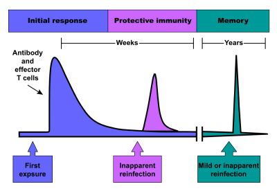 When a patient is first vaccinated, the adaptive immune system raises a response against the foreign antigens.  These cells persist at a high level for several weeks, then the antibody level and effector T-cell activity gradually declines.  When a patient is re-vaccinated, a stronger response results.  Selection favours T-cells with small differences in antibody binding that give a stronger reaction.  These highly specific clones remain in the serum and lymphatic tissues and provide protective immunity against reinfection by the same agent.  This gives a longer term immunological memory; later reinfection leads to a rapid increase in antibody production and effector T cell activity, which often prevents the disease from being apparent (Image: Wikimedia Commons)