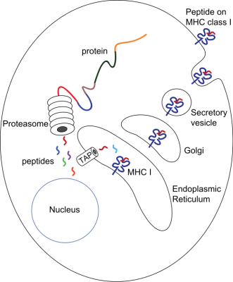 As a cell is first infected by a microbial pathogen, (as in this diagram), it quickly mobilises its protein-dismantling enzymes (the ‘proteasome’) to digest the foreign proteins into short fragments (peptides).  Specialised pores (‘Transport of Alien Protein’ or TAP channels) capture the fragments and shunt them into the endoplasmic reticulum, where the cell assembles its own proteins.  Here the fragments are bound to ‘Major Histocompatibility Complex’ class 1 (MHC I) proteins.  These are transported to the cell surface where they protrude like a beacon, presenting the foreign protein to the innate immune system’s ‘Natural Killer’ cells (Image: Wikimedia Commons)