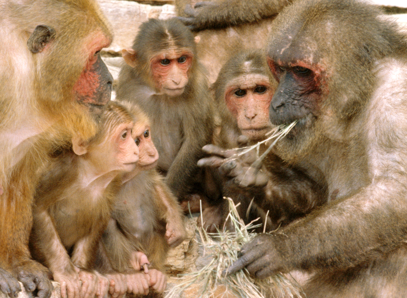 A tribe of stump tail macaques (Macaca arctoides) watch their alpha male eating.   Macaques making meaningful gestures, such as grabbing for food, triggers the same mirror neurone network in the animal performing the action and the observers. (Image: Wikimedia commons)  