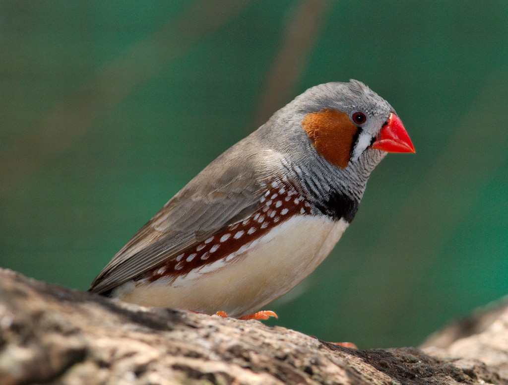A male Zebra Finch (Taeniopygia guttata) at Dundee Wildlife Park, South Australia. The complex calls of Zebra finches and many other songbirds are learned.  Juvenile birds have a period of imprinting, in which they mimic the adult calls of their ‘tribe’.  This learning window closes as they reach adult age, at which point their song pattern becomes ‘fixed’ (Image: Wikimedia Commons)
