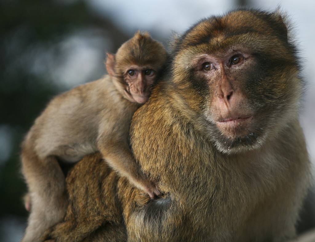 We find that we are able to ‘read’ emotion in the face of this male Barbary Macaque (Macaca sylvanus) and his offspring.  All primates use facial expressions and involuntary vocal calls to  communicate emotions. Macaques and other monkeys change their facial expression involuntarily, revealing information about their emotional state even when these animals are not interacting directly with each other.  For instance, these and other primates are sensitive to audible rhythms, and upon hearing them, produce changes in facial expression which is matched by a shift in the neural circuitry of the brain (Image: Wikimedia Commons).   Watch this happen.