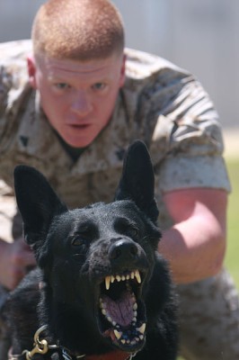 Jack, a military working dog, barking during his training; Rochester, New York, 2009.  Dogs are unusual amongst vocal mammals; their calls include barking sequences (bow-wow-wow) alternate between mostly identical open-close jaw movements.  In humans, this alternation is a universal speaking mode.  The dog barking in this video is also making other coupled rhythmic communication signals – note the tail wagging and ear movements (Image: Wikimedia Commons)