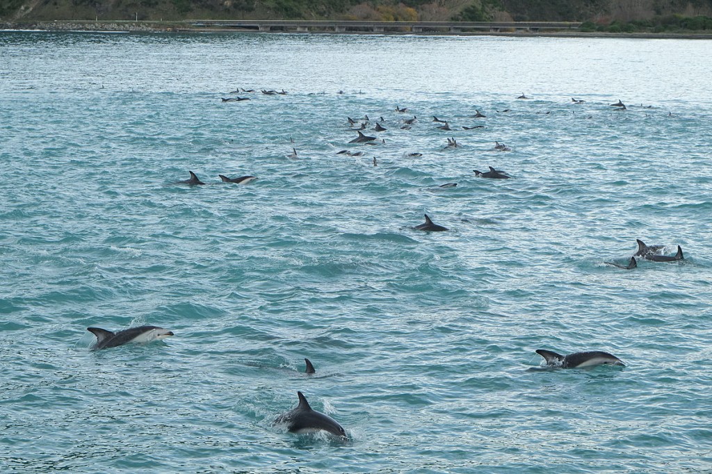 A large pod of over 80 dusky dolphins (Lagenorhynchus obscurus) swimming together in South Bay, Kaikoura, New Zealand. Although there is some physical touching amongst individuals in the pod, dolphins and killer whales use vocal grooming to coordinate with each other when hunting, during migrations, and ‘play’  (Image: Wikimedia Commons)