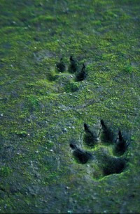 These marks in sand reveal the recent passage of a grey wolf (Canis lupus). Understanding such cues from the environment would have been useful to the survival of our hominin ancestors (Image: Wikimedia Commons)