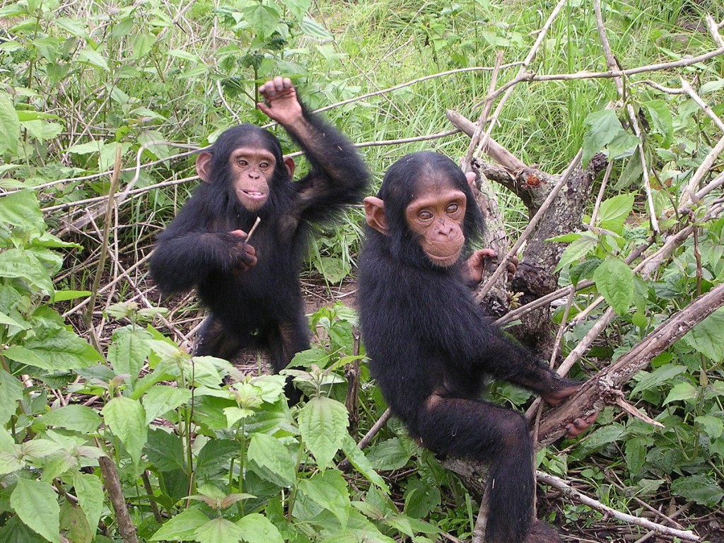 Young chimpanzees from the Jane Goodall sanctuary of Tchimpounga (Congo Brazzaville).  Wild chimpanzees (Pan troglodytes) make ‘pant hoot’ calls upon finding food, such as a tree laden with fruit.  These calls are recognisable by other members of their group.  Adjacent groups of wild chimps with overlapping territories adjust and re-model their pant hoot calls so that their group call signature is distinctive from that of the other tribe.  These remodelled calls seem to indicate group learning amongst these animals (Image: Wikimedia Commons)
