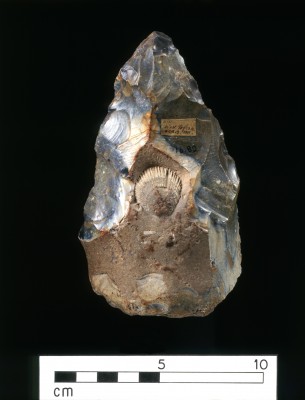 The West Tofts handaxe (also called a ‘biface’) is believed to date to around 400 thousand years ago. This particular handaxe is intriguing because it has a shell fashioned into one side. Given that the cortex (the outer layer of the stone) around the fossil is intact, it seems likely that it was intentionally fashioned into the centre. This is significant because it could represent one of the earliest examples of an appreciation of aesthetics which extends beyond utilitarian function (Image: Reproduced by the permission of the University of Cambridge Museum of Archaeology & Anthropology. Accession no. 1916.82)