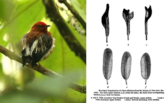 The male club-winged manakin (Machaeropterus deliciosus) from the cloud forests of Ecuador makes sounds by rapid wing vibrations.  This rhythmic movement is driven by the vertebrate vocal central pattern generators.  The line drawing (shown right), from Charles Darwin’s book The descent of man, shows how the male birds’ secondary flight feathers (top ) are modified for sound (the equivalent feathers from the female bird are shown in the bottom row).  Watch. (Images: Wikimedia Commons)