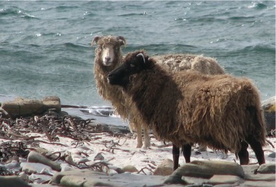 These North Ronaldsay sheep are descended from an Orkney population farmed here since Neolithic times.  They graze along the shoreline, feeding almost exclusively on seaweed.  Their rumen stomachs have an adapted bacterial population which enables them to digest marine algae (Image: Wikimedia Commons)