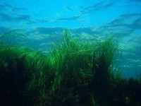Seagrass. California, Channel Islands NMS.
(Image: Claire Fackler, CINMS, NOAA via Wikimedia Commons)