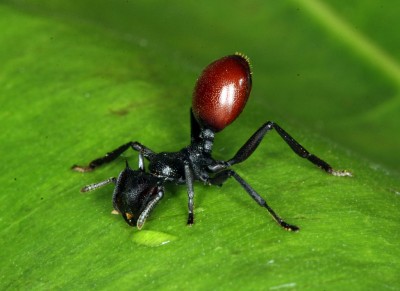 A tropical ant (Cephalotes atratus) infected with a parasitic nematode (Image: Steve Yanoviak via Wikimedia Commons)
