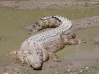 Saltwater Crocodile (Crocodylus porosus)
(Image: Wikimedia Commons)