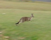 Kangaroo in motion
(Image: Wikimedia Commons)