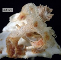 Hexactinellid sponge (aka glass sponge) on a xenophorid gastropod (Image: Wikimedia Commons)