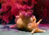 Sea Hare (Aplysia californica)
(Image: Genny Anderson via Wikimedia Commons)