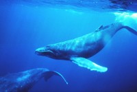 Humpback whale 
(Image: Wikimedia Commons)