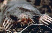 A star-nosed mole (Condylura cristata).  These unusual-looking moles are found in wetlands of the east United States and Canada.  They live almost entirely underground, digging extensive tunnel networks with their large, touch-sensitive front feet.  Their unusually high metabolic rate requires that they catch and eat a large number of earthworms, slugs and other invertebrates each day (Image: Wikimedia Commons)
